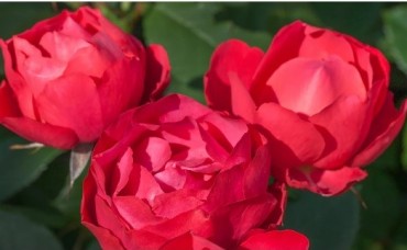 Trandafir floribunda  Cherry Bonica  RN